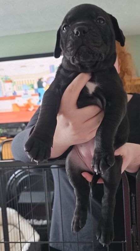 Staffy x cane corso - Image 2 of 5