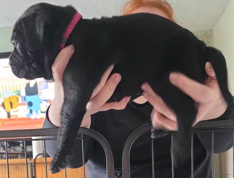 Staffy x cane corso - Image 3 of 5