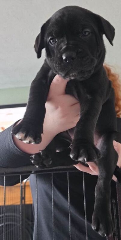 Staffy x cane corso - Image 4 of 5