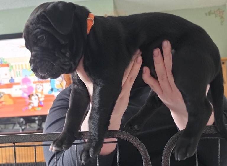 Staffy x cane corso - Image 5 of 5