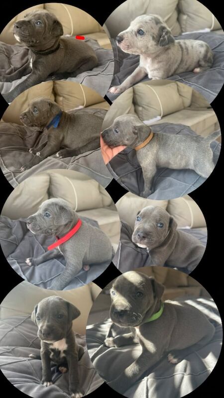 Staffordshire Bull Terrier puppies for sale in Leyland, Lancashire – 4 weeks old