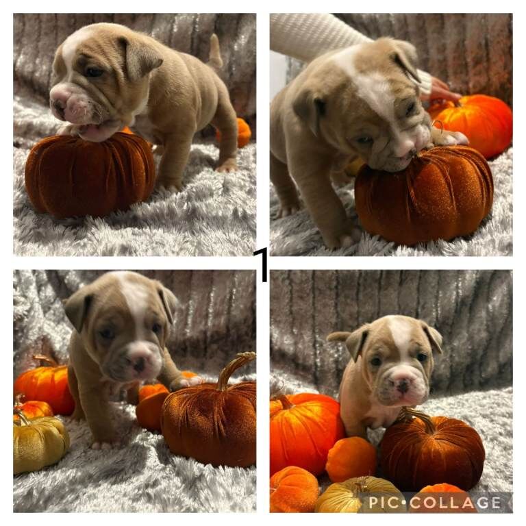 Staffie Puppies For Sale