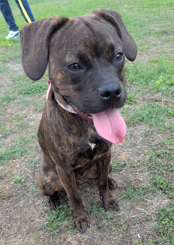 Staffy x French bulldog