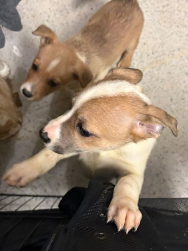 Staffordshire Bull Terrier puppies for sale in Ballyclare, County Antrim – 8 weeks old
