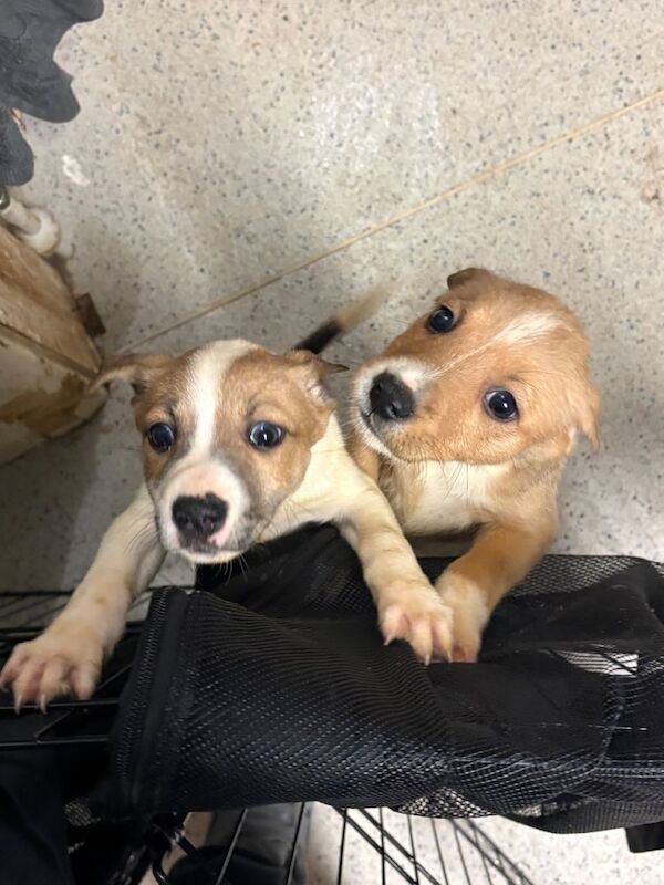 Staffordshire Bull Terrier puppies for sale in Ballyclare, County Antrim – 7 weeks old - Image 2 of 4