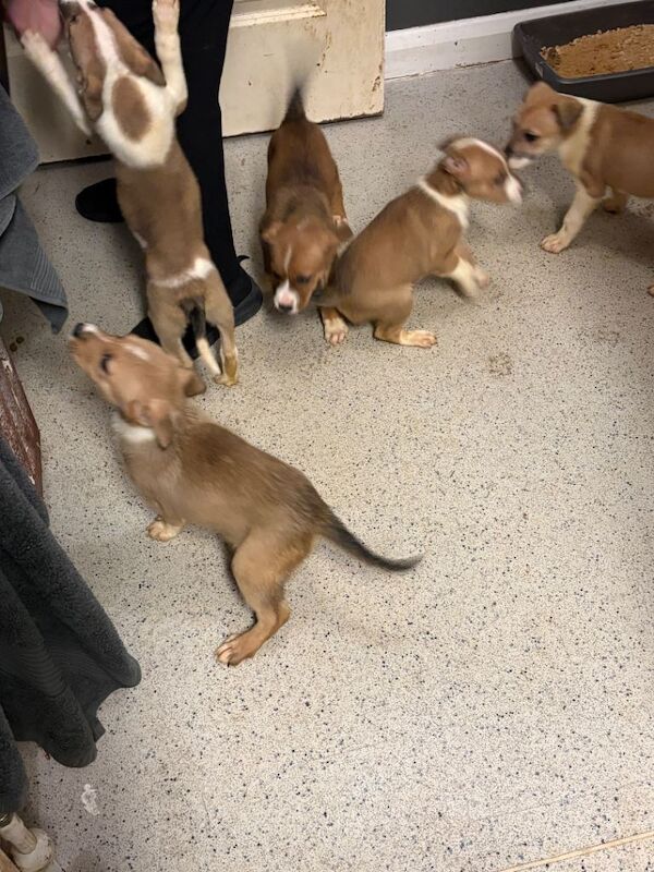 Staffordshire Bull Terrier puppies for sale in Ballyclare, County Antrim – 7 weeks old - Image 4 of 4