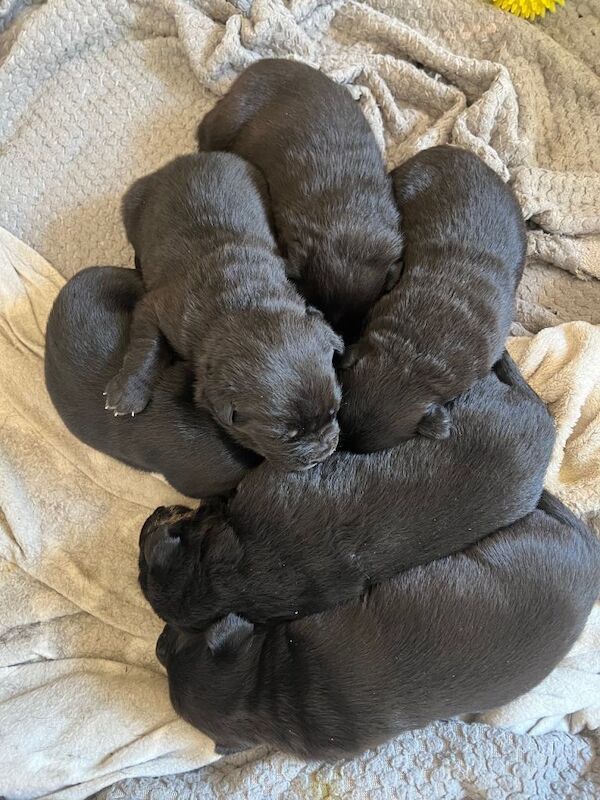 Staffy x German Shepard pups