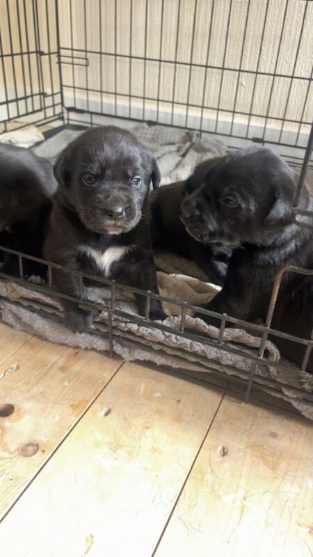 Staffy x German Shepard pups - Image 2 of 4