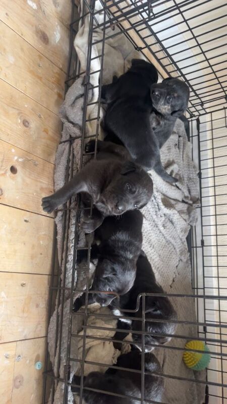 Staffy x German Shepard pups - Image 3 of 4