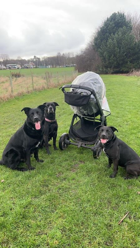 Staffy x German Shepard pups - Image 4 of 4