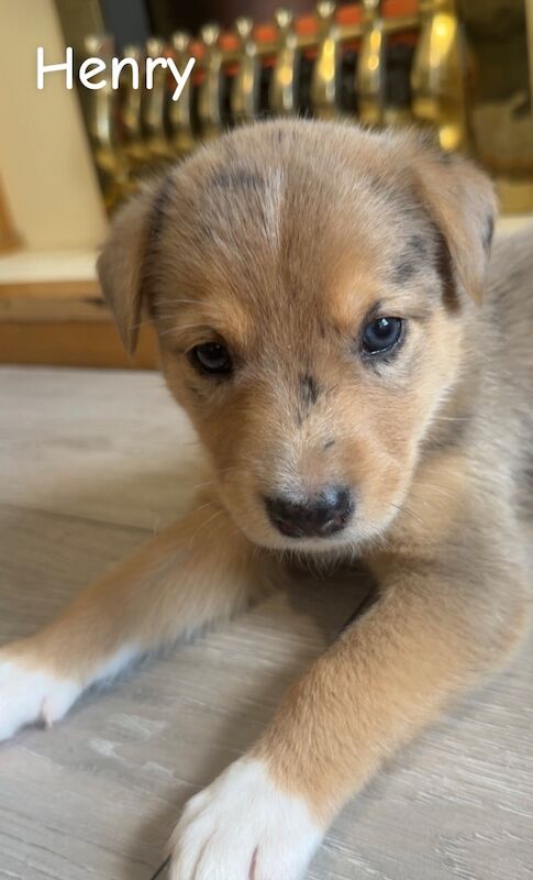 Staffy x husky