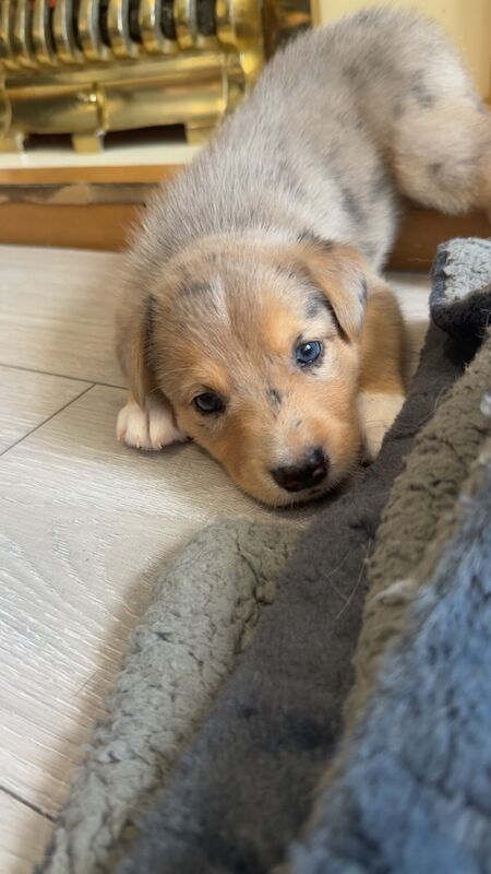 Staffy x husky - Image 2 of 5