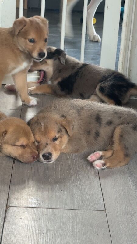 Staffy x husky - Image 3 of 5