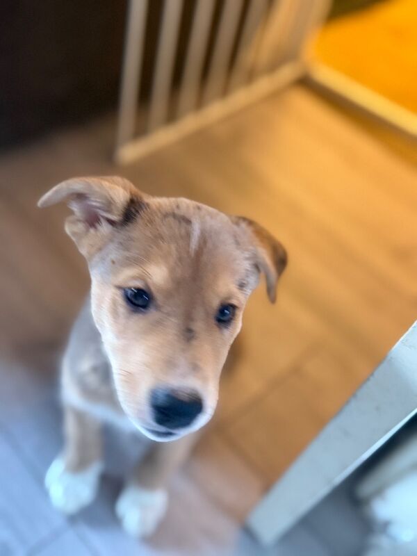 Staffy x husky - Image 4 of 5