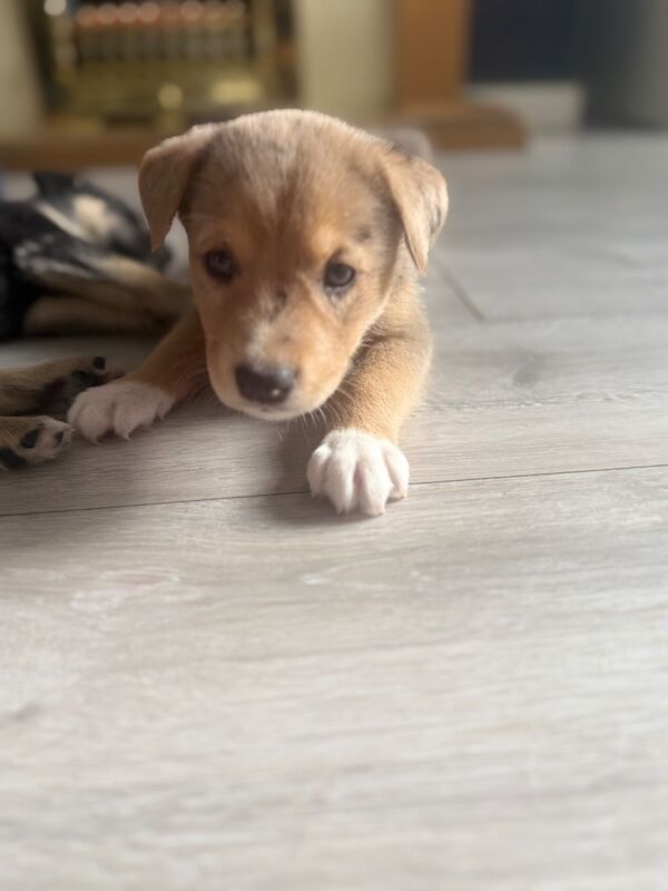 Staffy x husky - Image 5 of 5