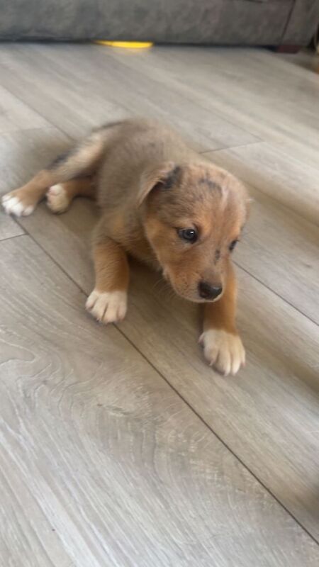 Staffy x husky