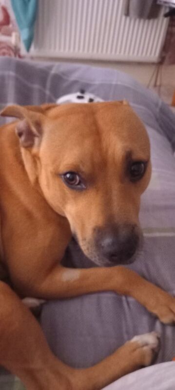 Staffy x Lab for sale in Burry Port / Porth Tywyn, Dyfed - Image 2