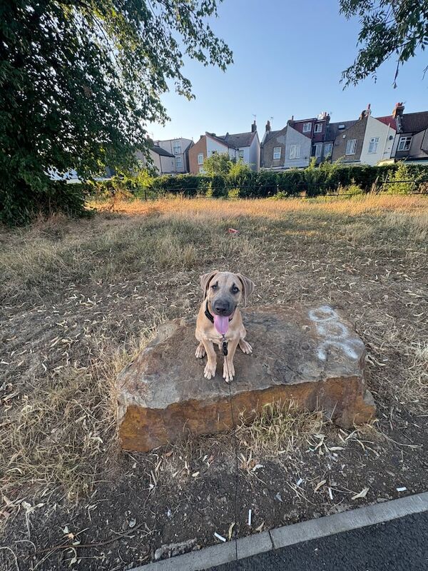 Staffordshire Bull Terrier puppies for sale in Enfield, Greater London – 4 months old
