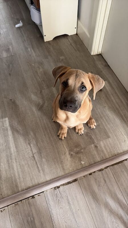 Staffordshire Bull Terrier puppies for sale in Enfield, Greater London – 4 months old - Image 2 of 3