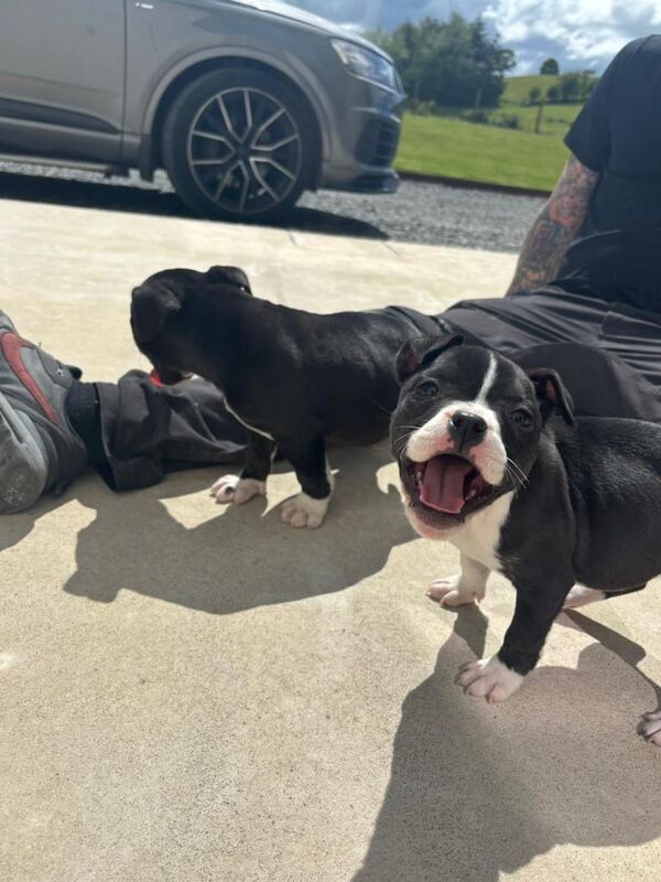 Staffie Puppies For Sale