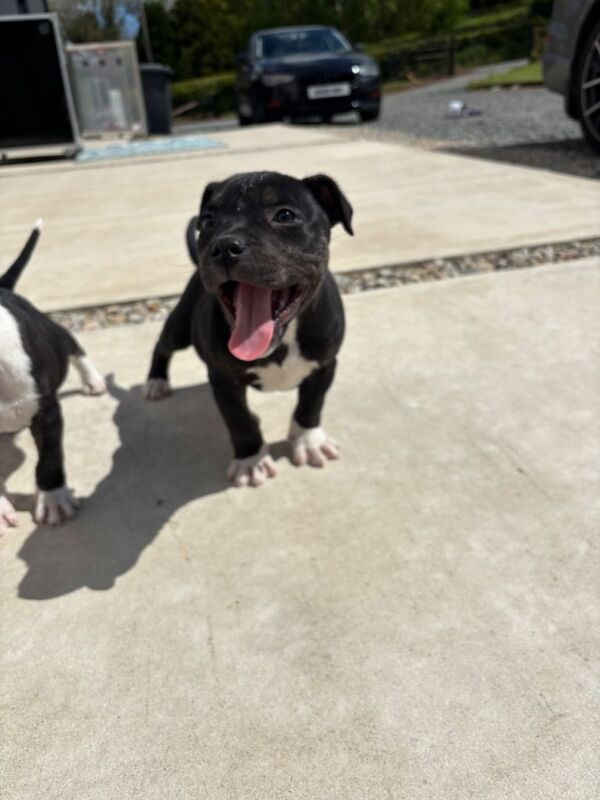 Staffy x micro Bully - Image 2 of 3