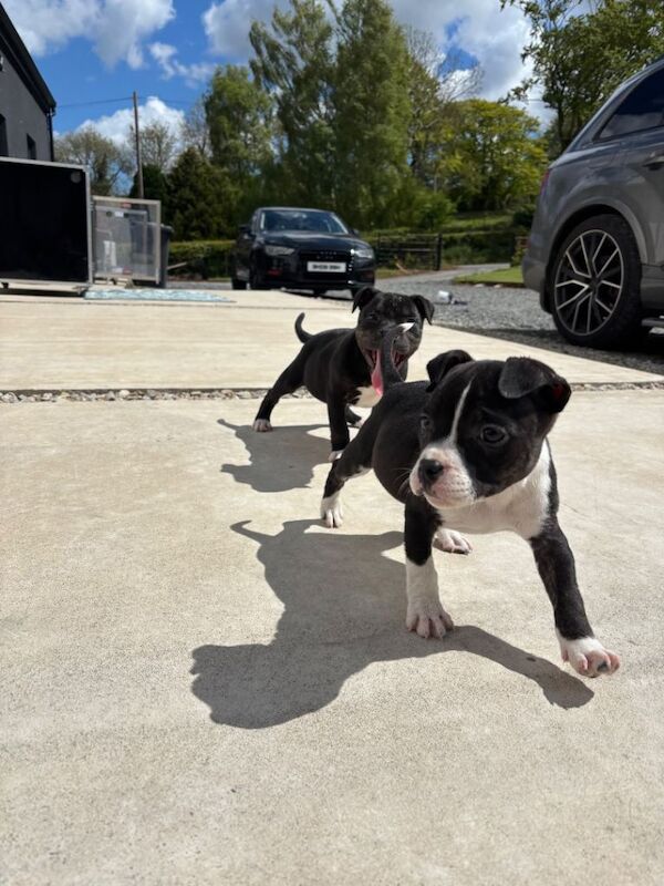 Staffy x micro Bully - Image 3 of 3