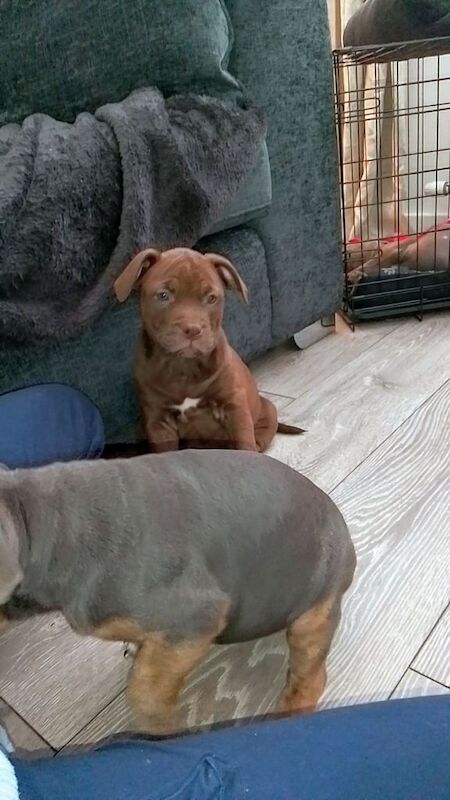 Staffy x old tyme bulldog - Image 2 of 3
