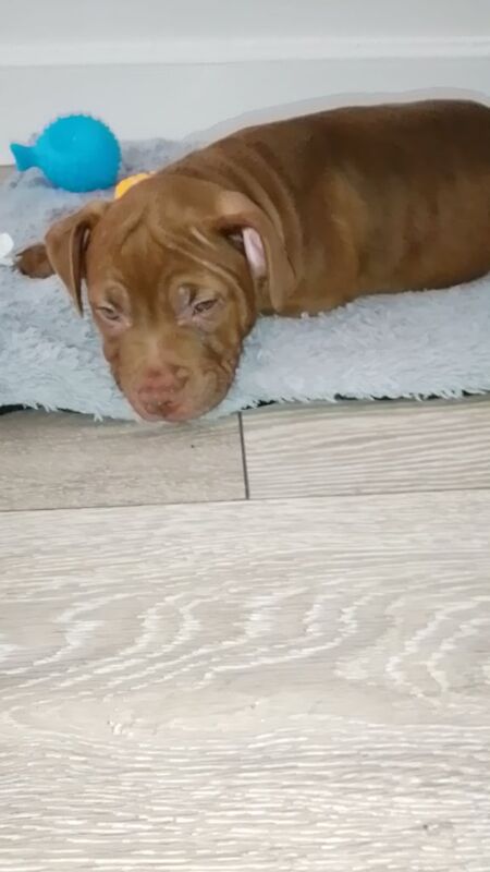 Staffy x old tyme bulldog - Image 3 of 3