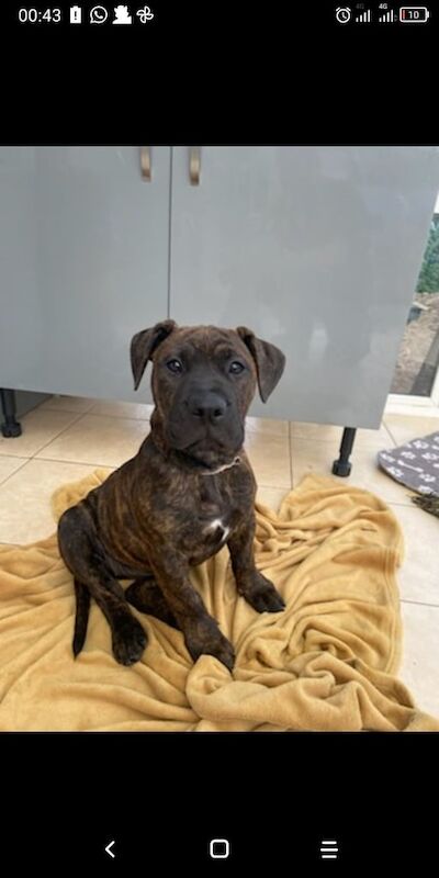 Staffordshire Bull Terrier puppies for sale in Partick, City of Glasgow – 6 months old