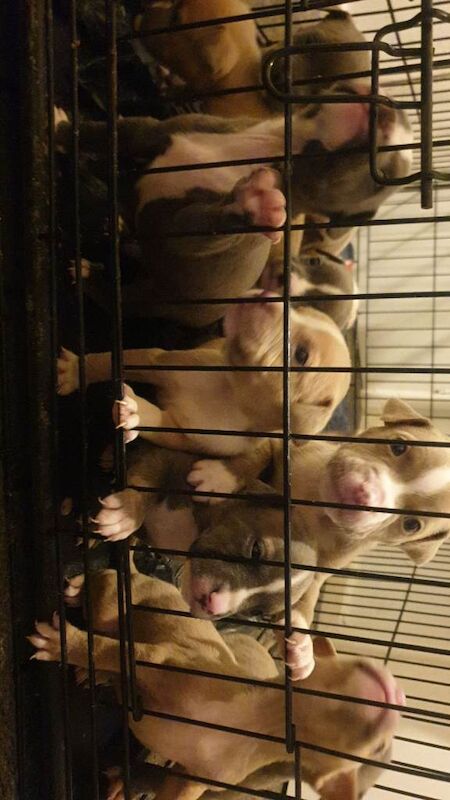 Staffordshire Bull Terrier puppies for sale in Newcastle upon Tyne, Tyne and Wear – 6 weeks old