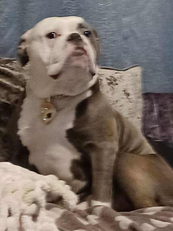 Staffordshire Bull Terrier puppies for sale in Newcastle upon Tyne, Tyne and Wear – 7 weeks old - Image 3 of 5