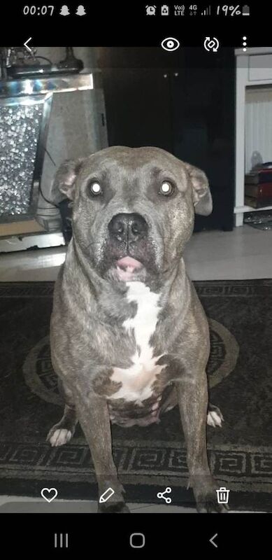 Staffordshire Bull Terrier puppies for sale in Newcastle upon Tyne, Tyne and Wear – 7 weeks old - Image 4 of 5