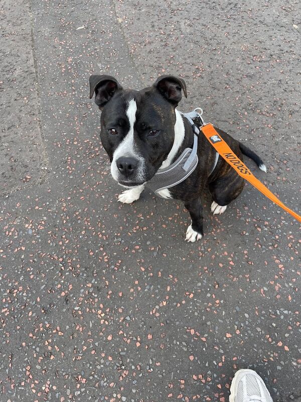 Staffordshire Bull Terrier puppies for sale in County Antrim – 3 years old