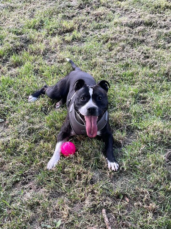 Staffordshire Bull Terrier puppies for sale in County Antrim – 3 years old - Image 2 of 3