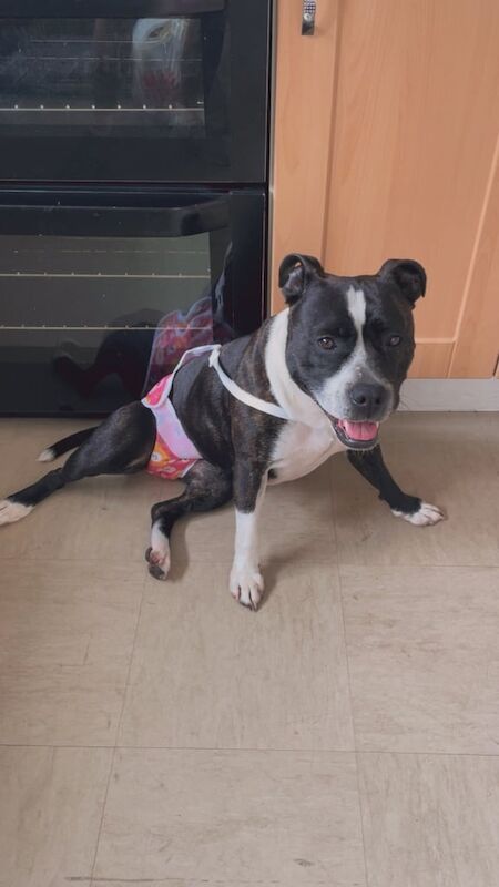 Staffordshire Bull Terrier puppies for sale in County Antrim – 3 years old - Image 3 of 3