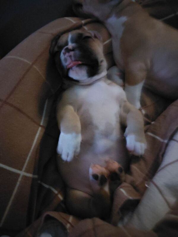 Staffy x pocket bully