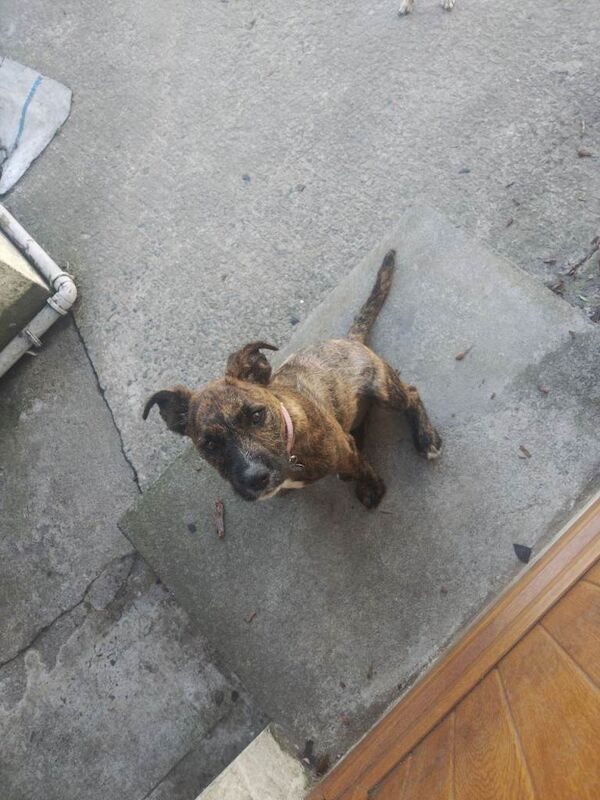 Staffordshire Bull Terrier Puppies For Sale Under £1,000