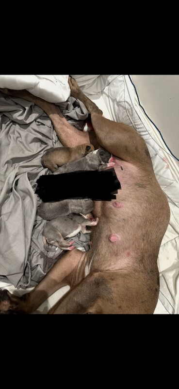 Staffie Puppies For Sale