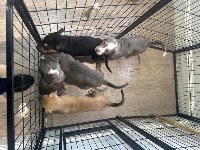 Staffy x puppies - Image 2 of 4