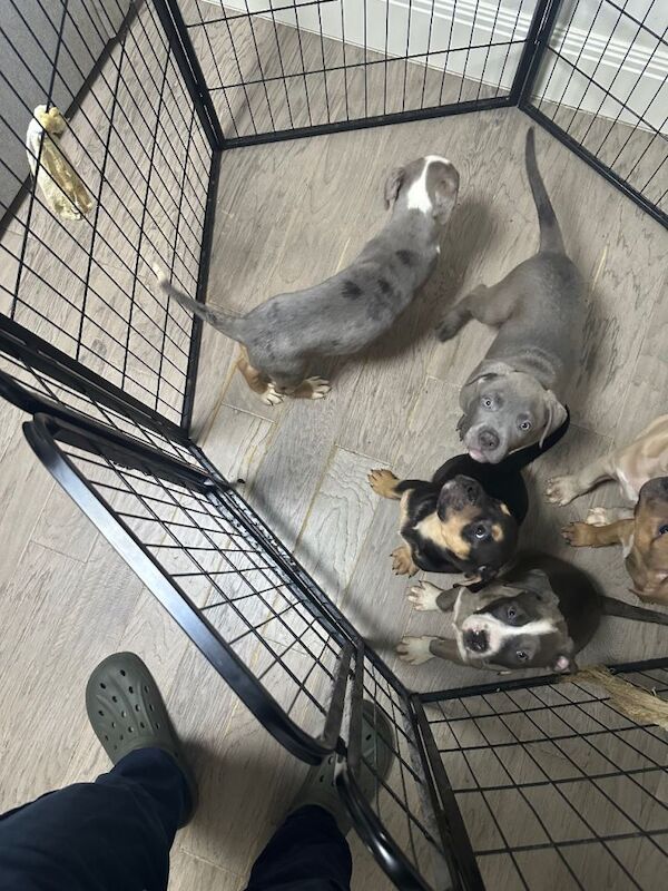 Staffy x puppies - Image 4 of 4