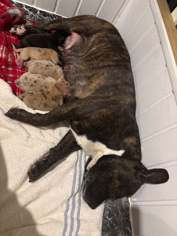 Staffordshire Bull Terrier puppies for sale in Leeds, West Yorkshire – 7 weeks old - Image 2 of 3