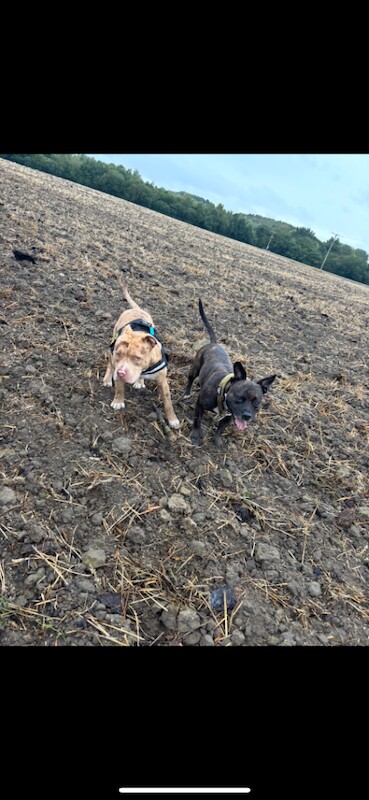 Staffordshire Bull Terrier puppies for sale in Leeds, West Yorkshire – 7 weeks old - Image 3 of 3