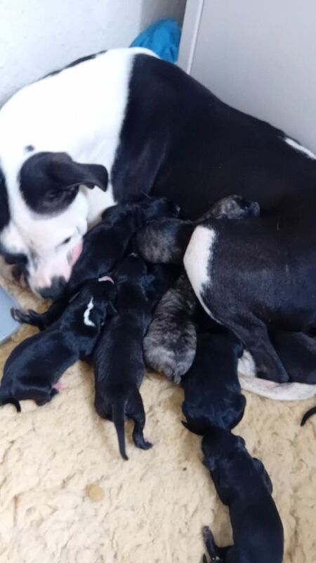 Staffy x pups for sale in Exhall, Warwickshire