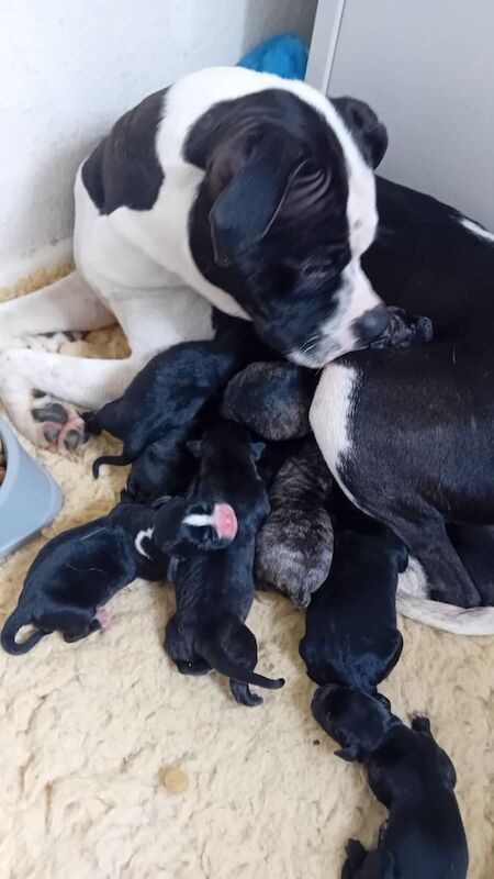 Staffy x pups for sale in Exhall, Warwickshire | Image 2