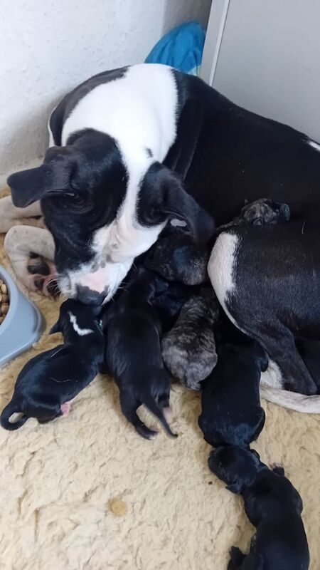 Staffy x pups for sale in Exhall, Warwickshire | Image 3