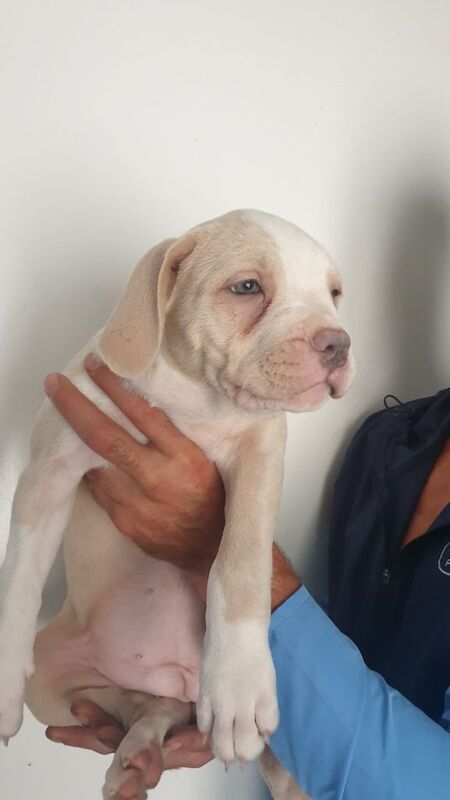 Staffy x scott American bulldog pups for sale in Birkenhead, Merseyside