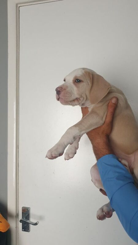 Staffordshire Bull Terrier puppies for sale in Birkenhead, Merseyside – 8 months old - Image 2 of 3