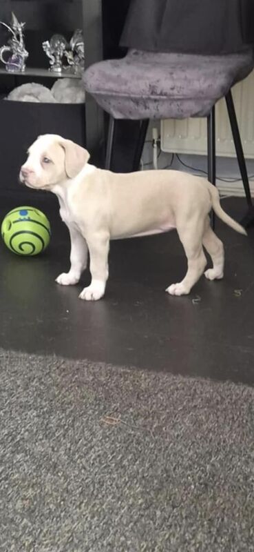 Staffordshire Bull Terrier puppies for sale in Birkenhead, Merseyside – 8 months old - Image 3 of 3
