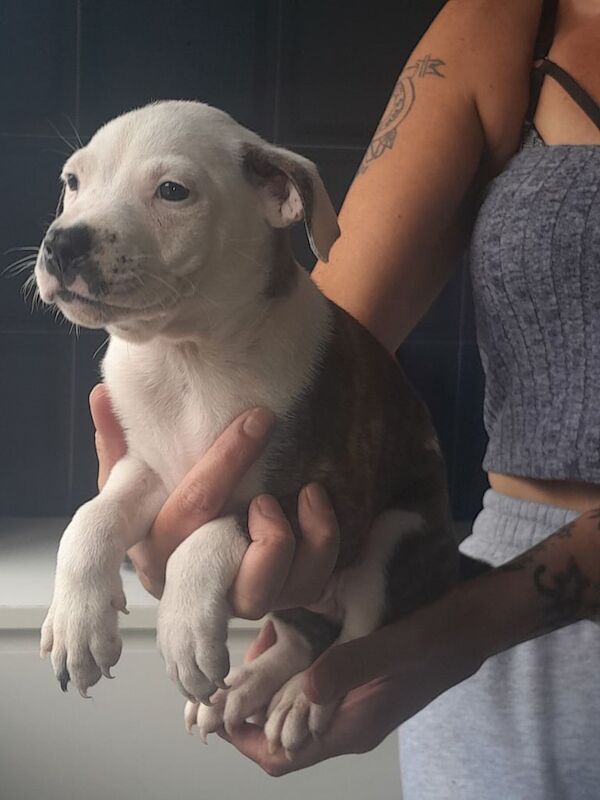 Staffordshire Bull Terrier puppies for sale in Skelmersdale, Lancashire – 6 weeks old