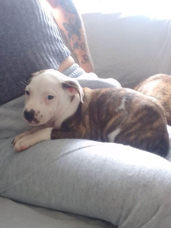 Staffordshire Bull Terrier puppies for sale in Skelmersdale, Lancashire – 6 weeks old - Image 2 of 3
